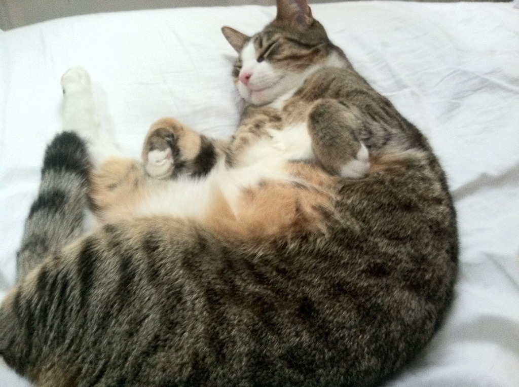 _VR体育体验:虚拟世界中的运动乐趣_,vr体育项目