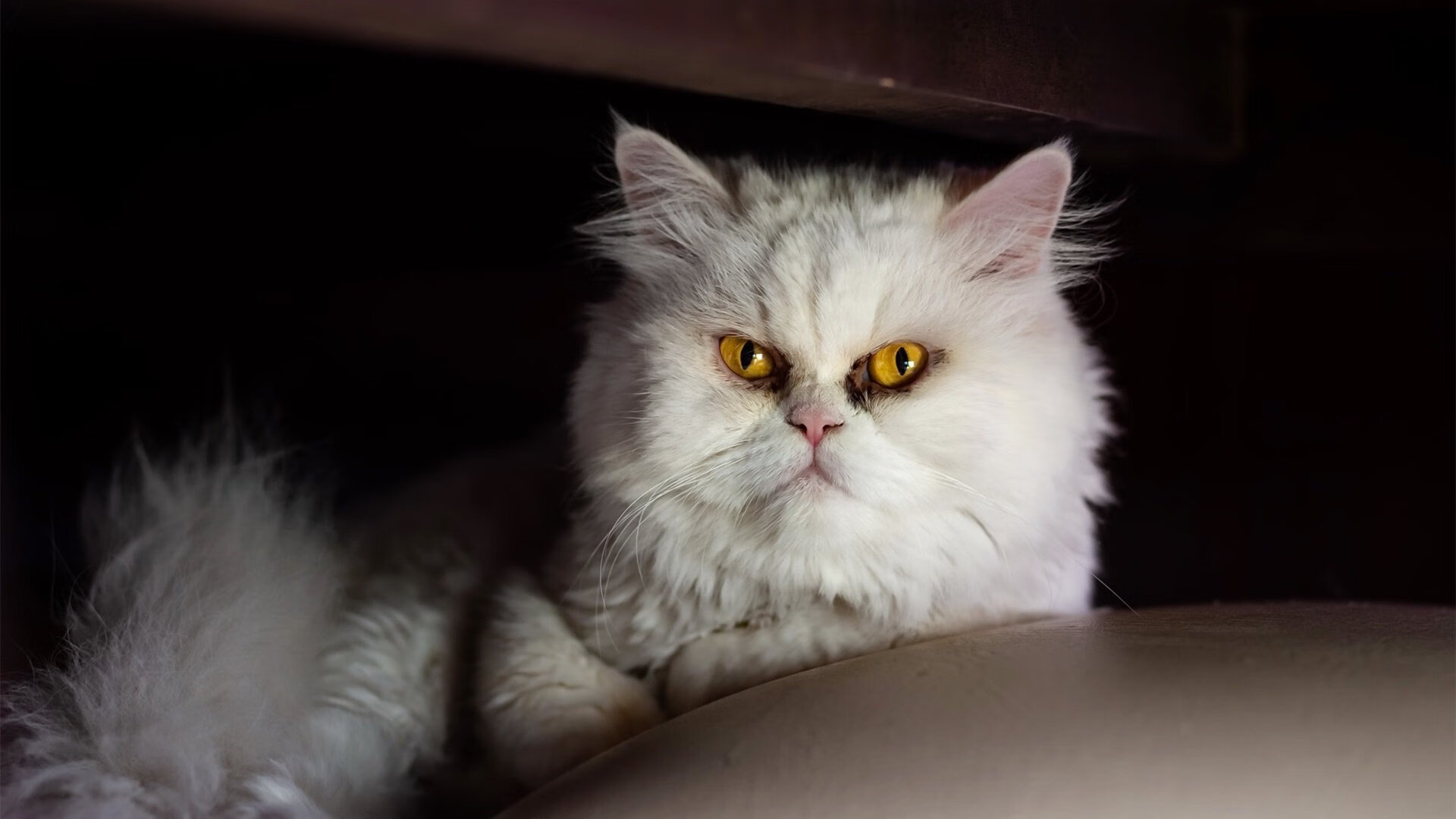 FB体育娱乐-_大赛专访：幕后故事揭示比赛的精彩与辛苦_，比赛幕后工作者