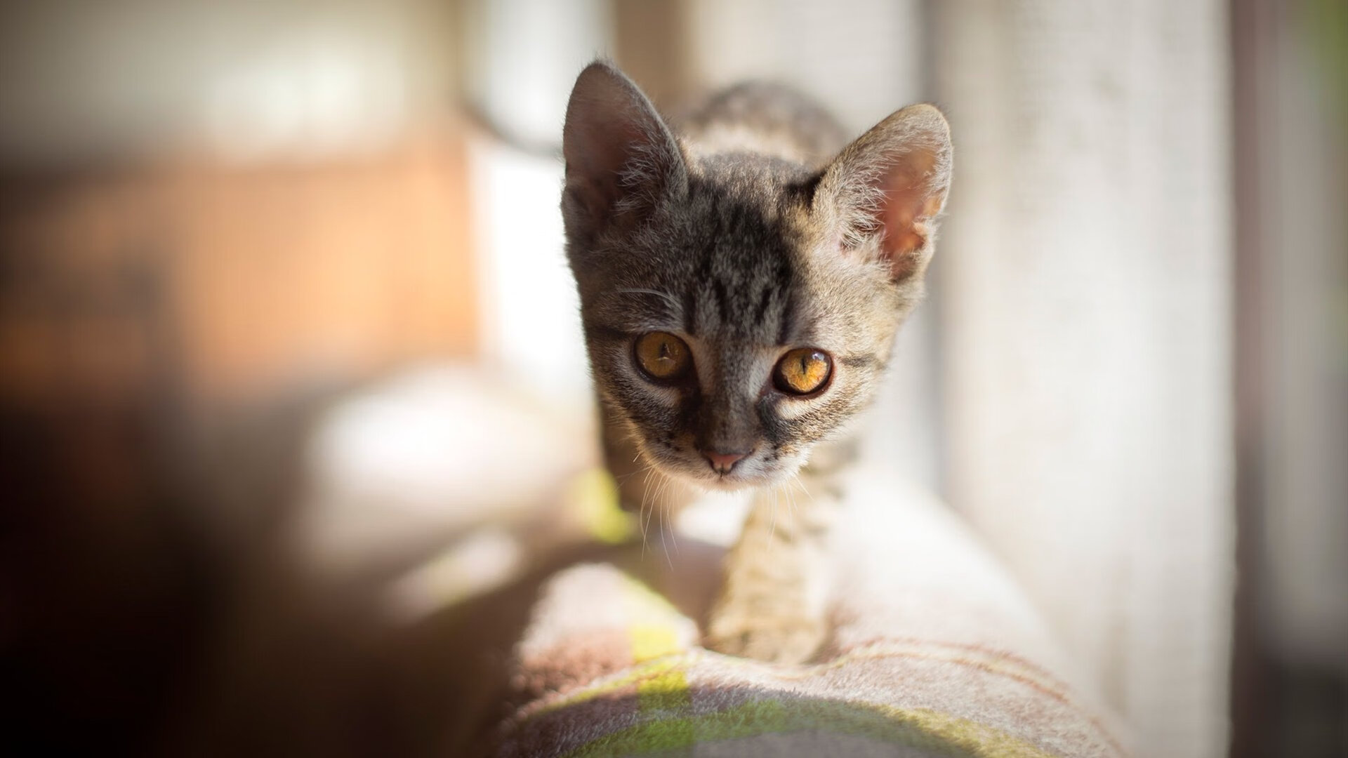 FB体育网页版-乡村篮球运动示范项目持续推广，促进基层体育普及，乡村篮球活动照片