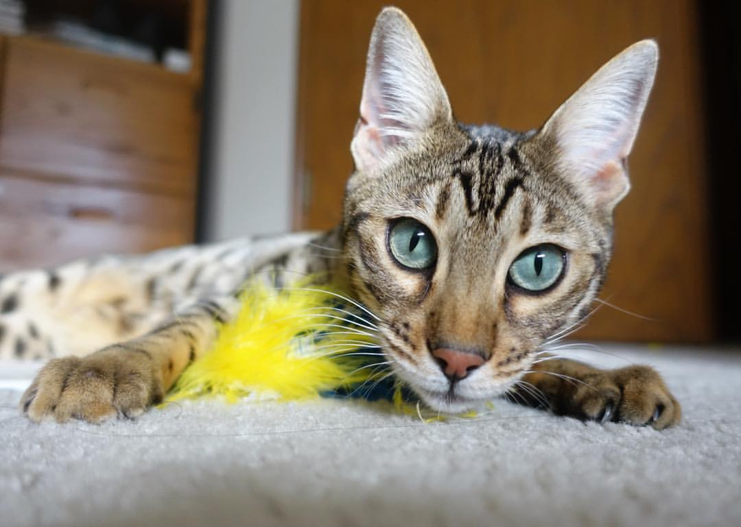 乒乓球青少年分级标准拟定中,乒乓球青少年锦标赛