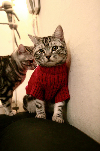 体育新闻中心推动体育IP国际传播项目落地,体育产业新闻